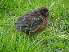 Boddenpieper Born Am Darß